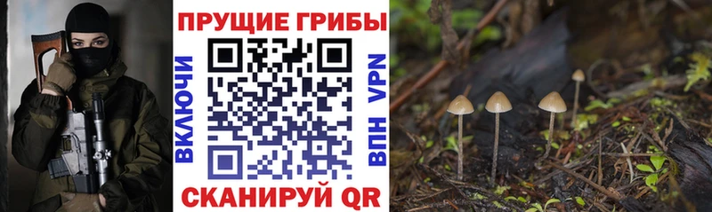 Псилоцибиновые грибы Psilocybine cubensis  Чита 